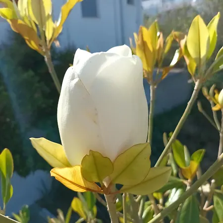 Magnolia Senses Apartamento