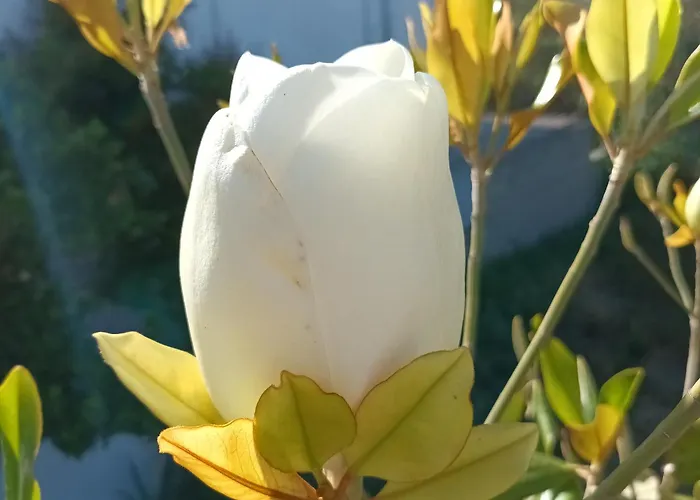 Magnolia Senses Apartamento